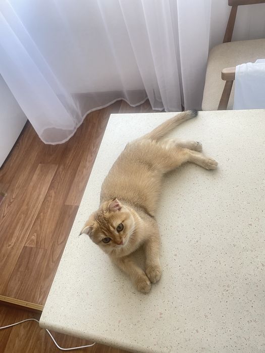 Котенок скоттиш фолд