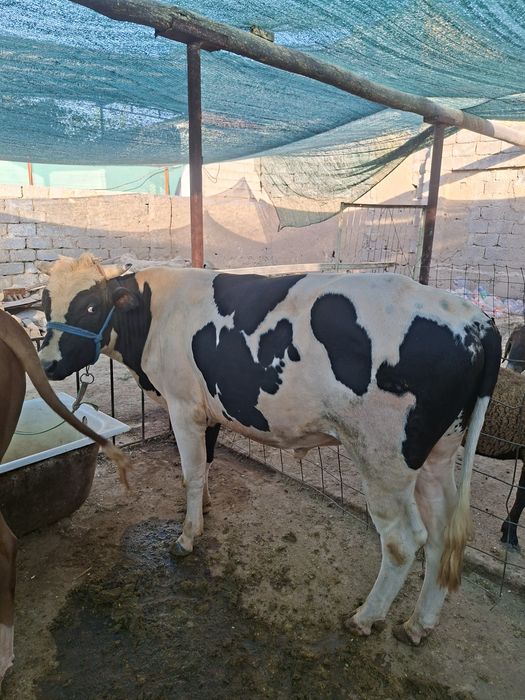 Buqalar sotiladi