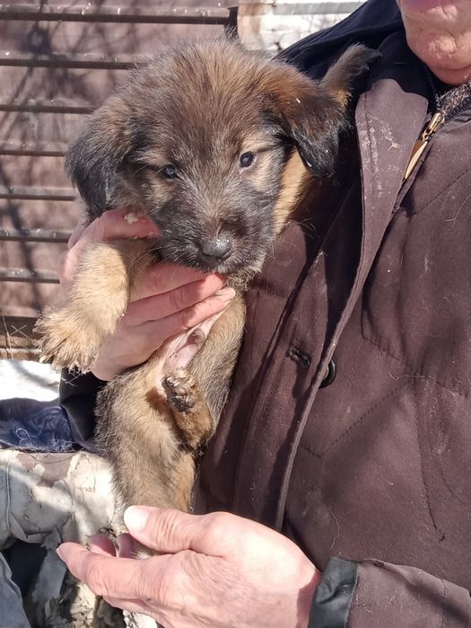 Отдам даром щенка.