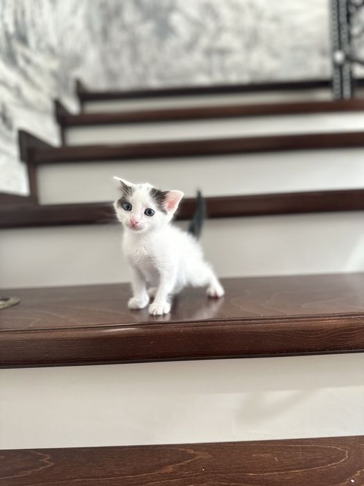В добрые руки котятки