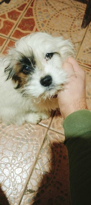 Bichon 3 luni  Bichon