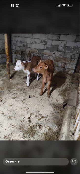 Бузау.                                                           Бузау