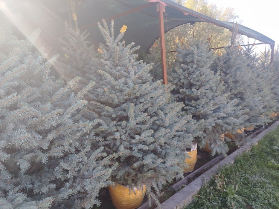 Galiboy yel oq archa