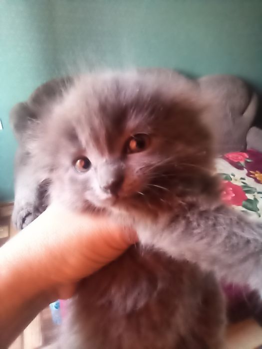 Продаются месячные вислоушки.