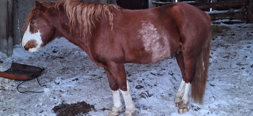 Продам упитонного жеребца