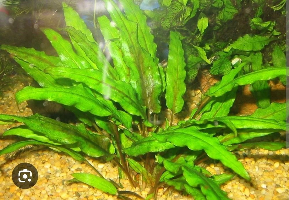 Криптокорина продаю