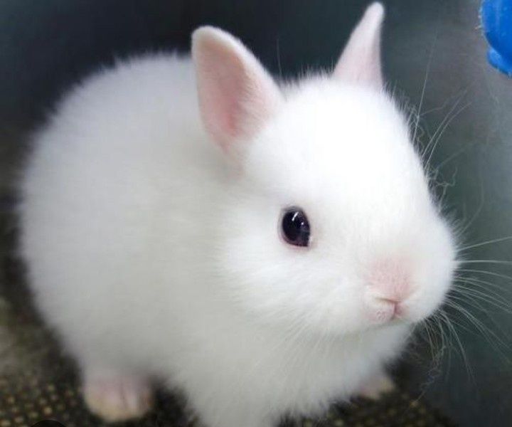 Карликовые кролики