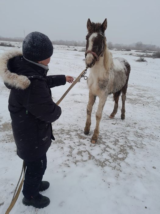 Құнан шығар багасы 550.000