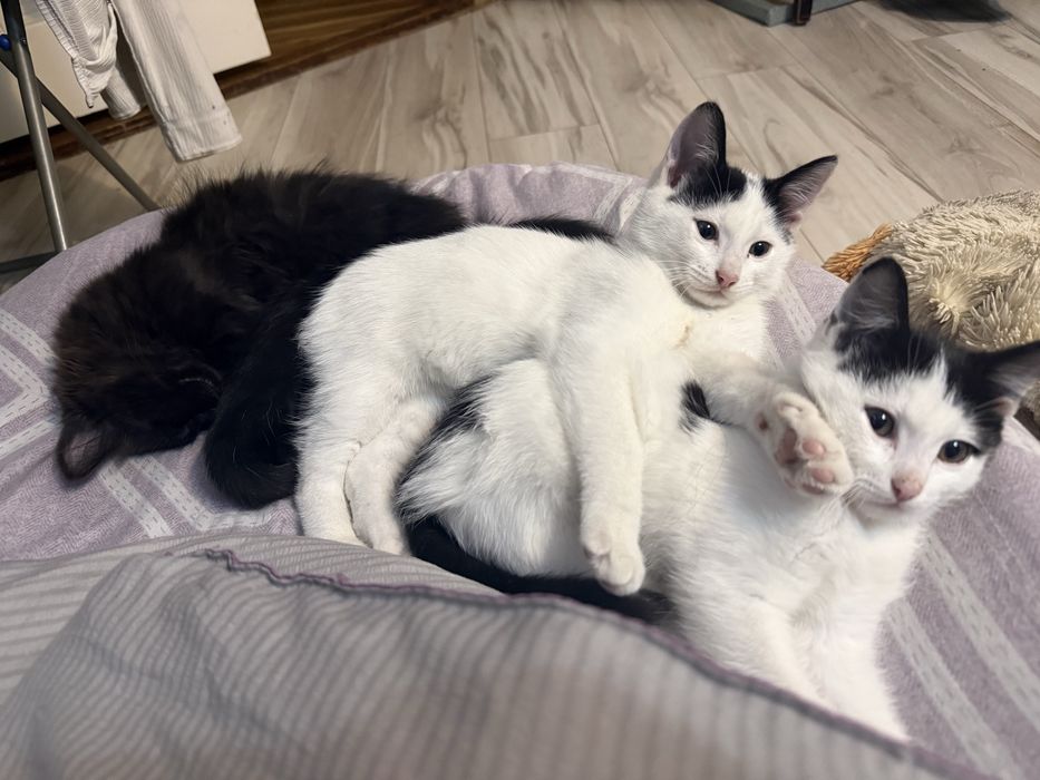 Отдам котят в хорошие руки