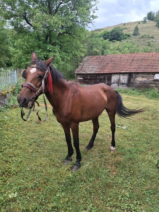 Vând iapă foarte bună