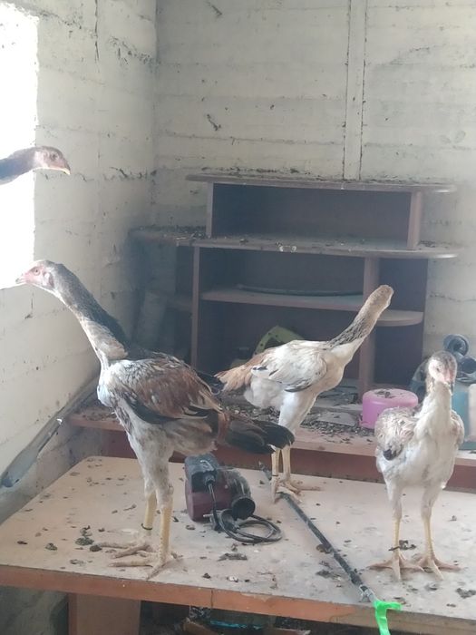 Дакан балапандар