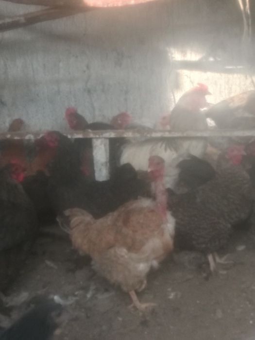 Куры продам 36 штук