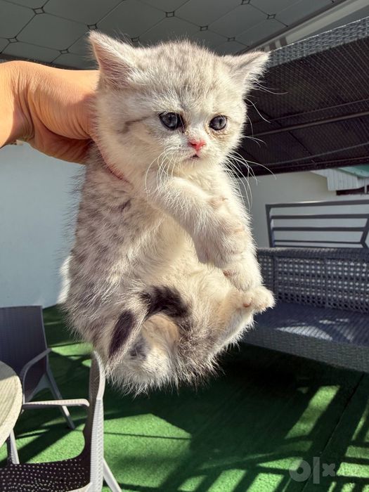 Скоттиш-фолд и скоттиш-страйт