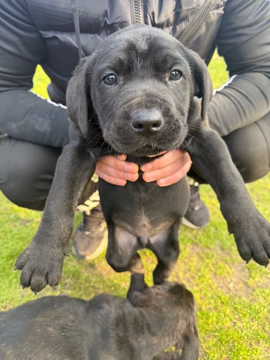 Кане корсо кученца