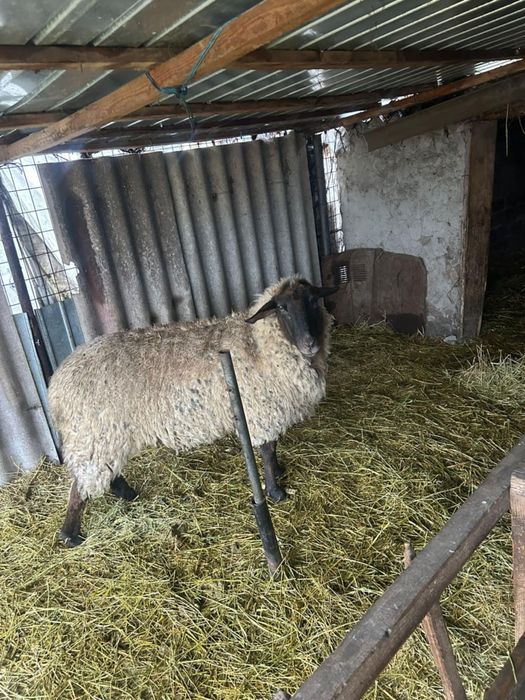Vand berbec bergamasca și oaie metis suffolk