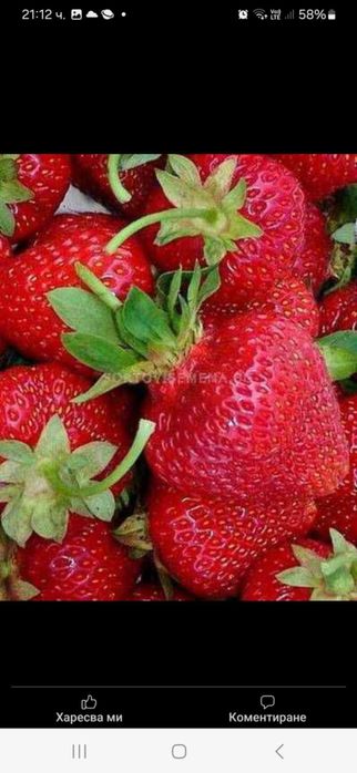 Продавам разсад ягоди и малини