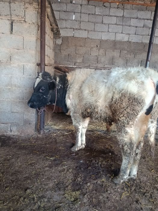 Буқа сатылады аа