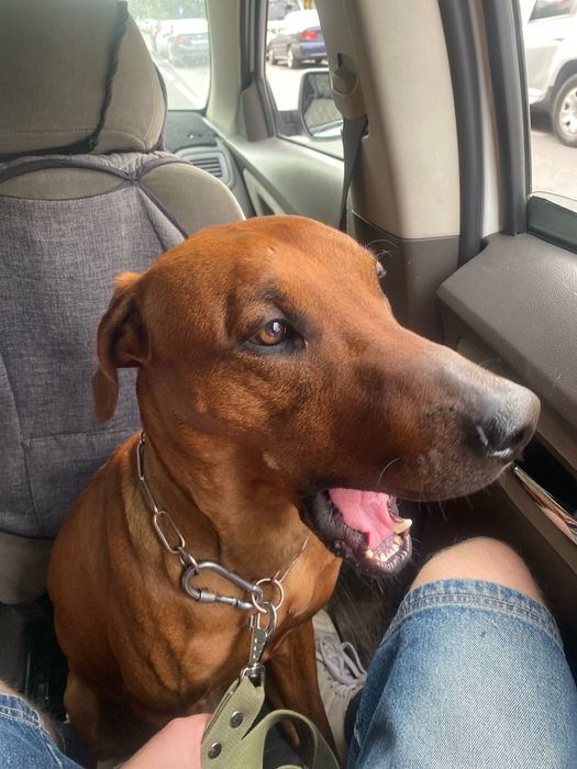 Передержка собак