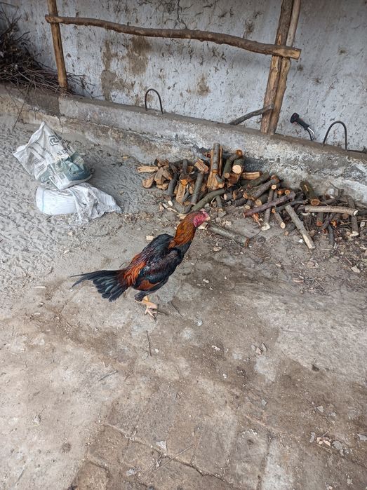 Chempion Xoʻrozni bolasi