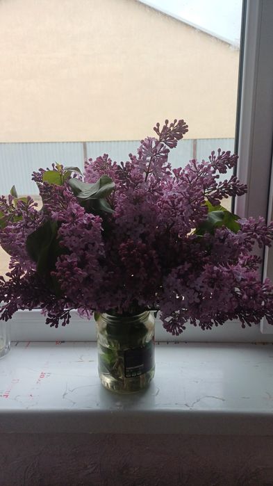 Сирень 1000тг ...и вышеее