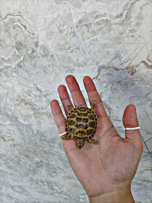 Toshbaqa bolalari sotiladi! Продается маленький черепашки!