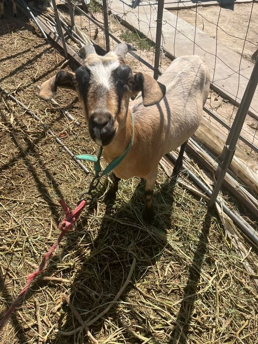 Ешкі Альпийская.