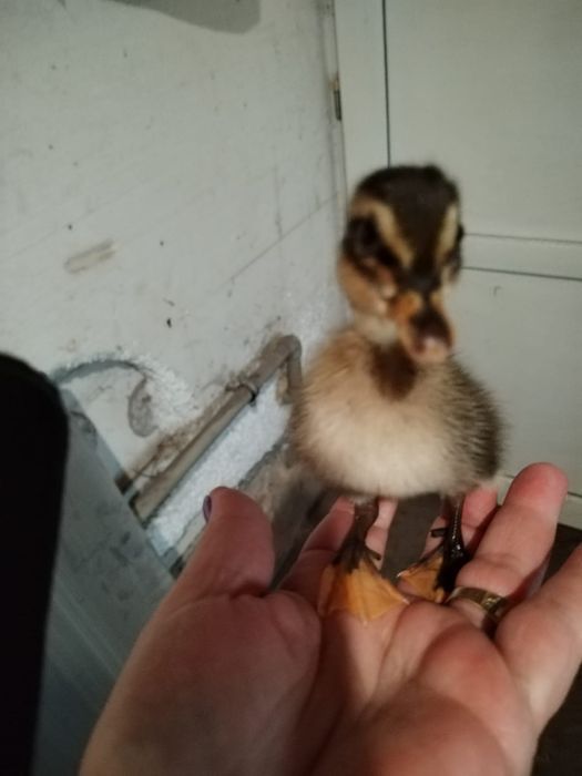 Vând puiuți de rata