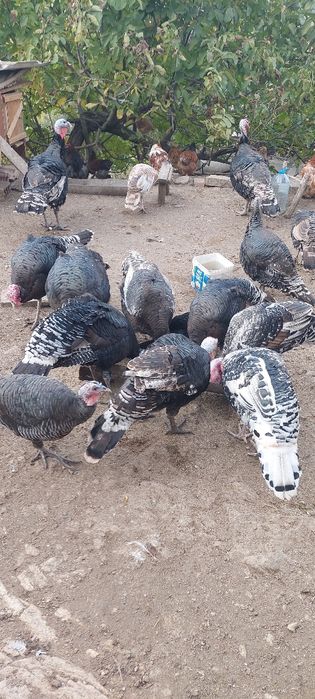 Продавам домашни пуйки