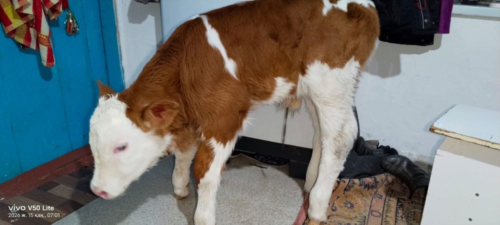 Симментал Аулиекол  Ангус