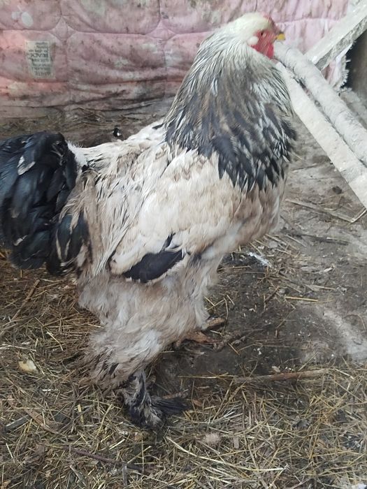 Продам или обменяю