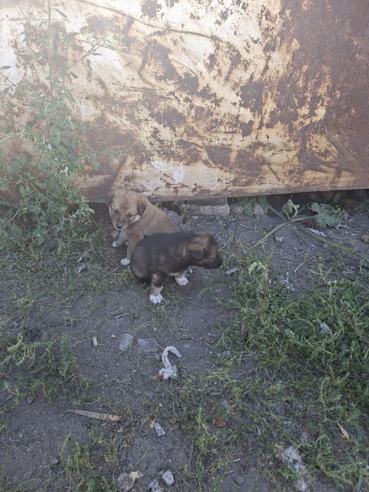 Отдам щенят Бесплатно