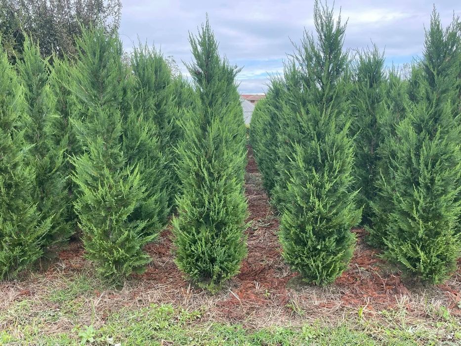Tuia leylandii ideal pentru gard viu