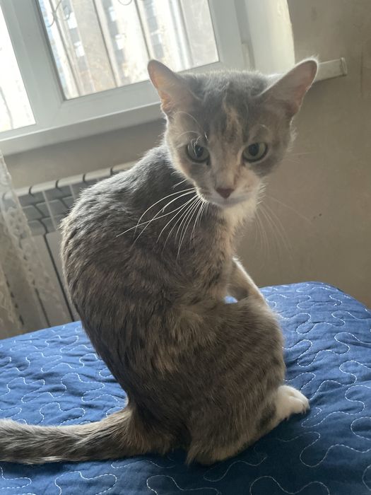 Кошки даром&$$$$