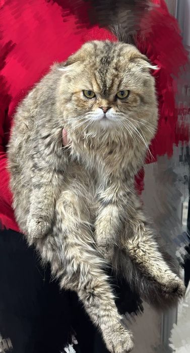 Кот скоттиш фолд