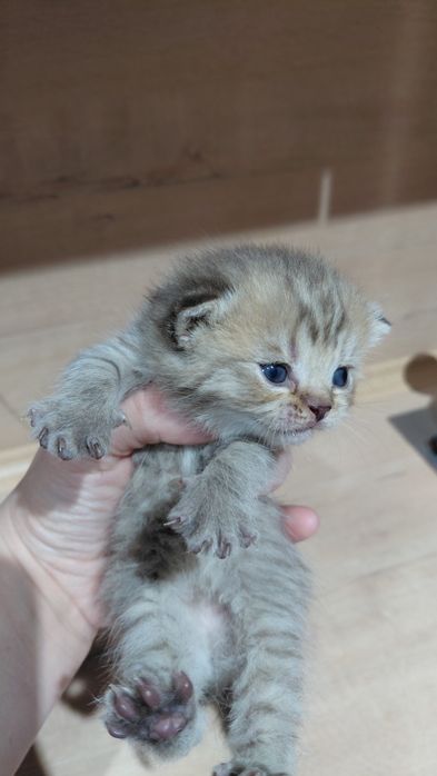 Скоттиш фолд порода