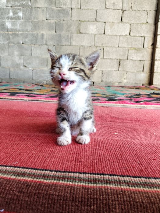 Котёнка в добрые руки