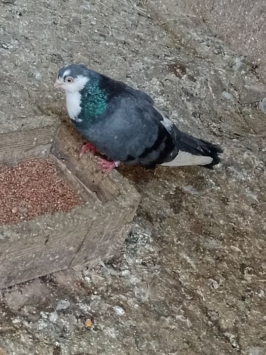 Vând sau schimb jucători moțați și gălățeni disponibili