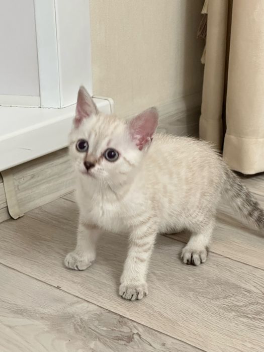 Котенок 1.5 месяцев девочка