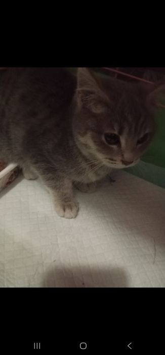 Котенок 5 месяцев