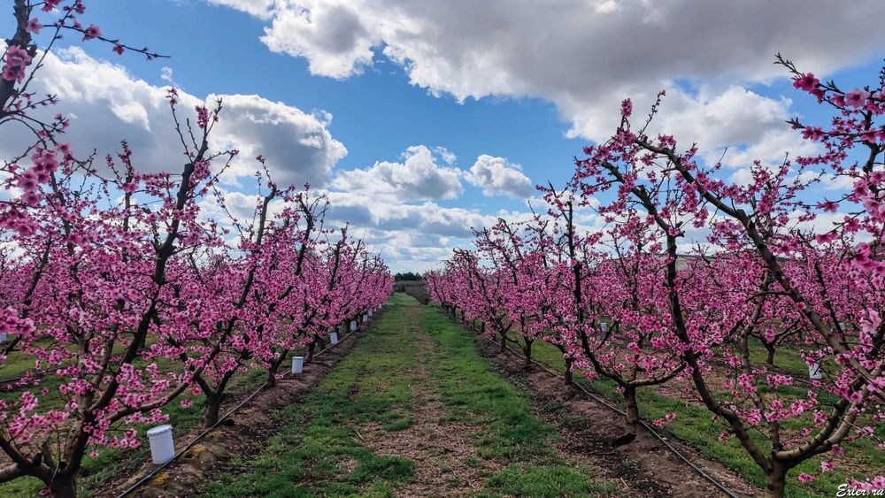 Продается готовый бизнес интенсивный сад