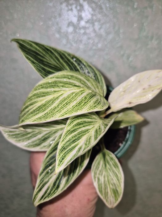 Домашние растения