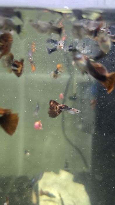 Аквариум с рыбками