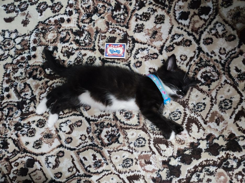 Котенок девочка. Умная, обучаемая, добрая, игривая!