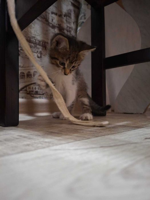 Отдам котёнка в добрые руки