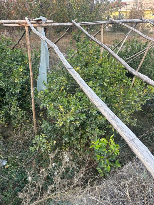 Limon ko’chatlari sotiladi