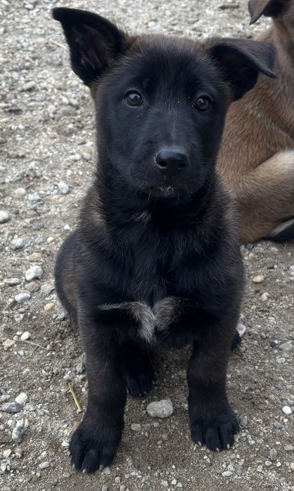 Ciobanesc belgian malinoins