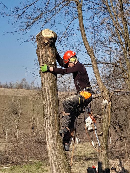 toaletare sau taiere copaci, de la bază/pe bucăți, reducere coroana