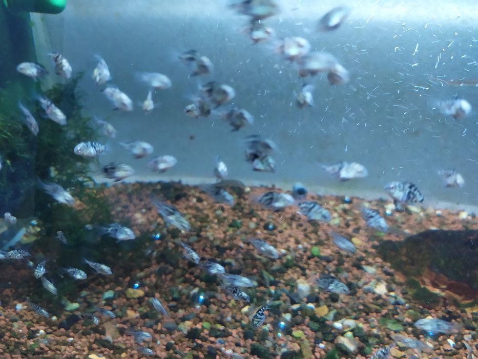 Продам рыбок и растения без со2