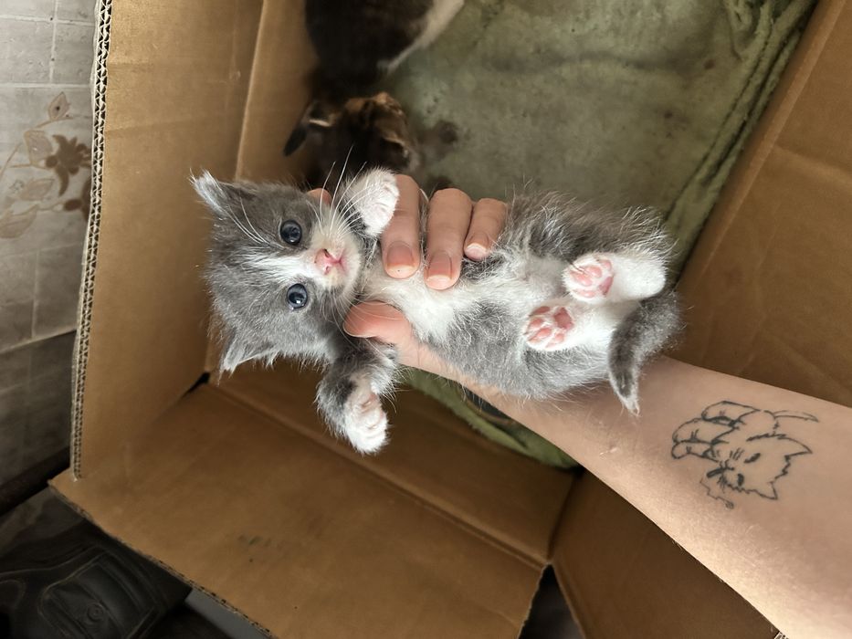 Отдам котят в добрые руки