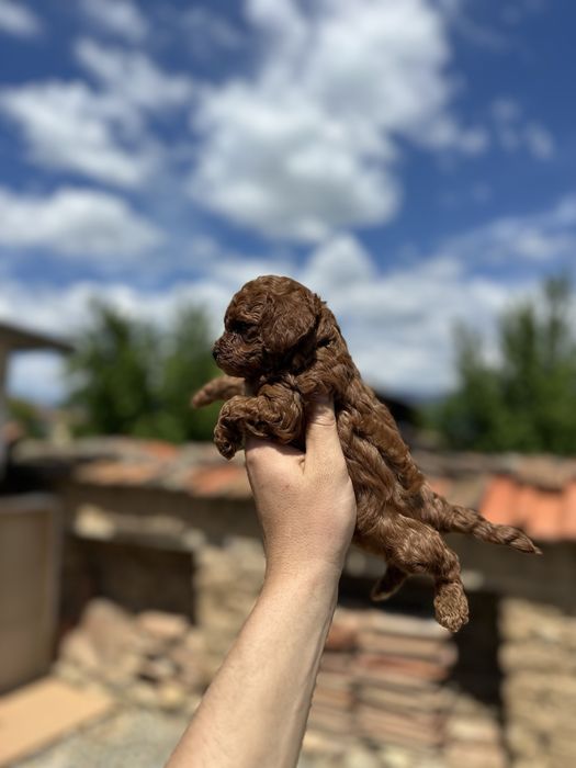 Poodle Toy/Пудел Той